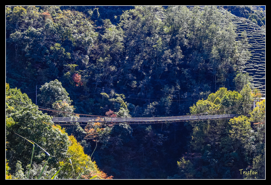 JH1A0596.jpg - 20151205 合歡溪步道、108K楓之谷