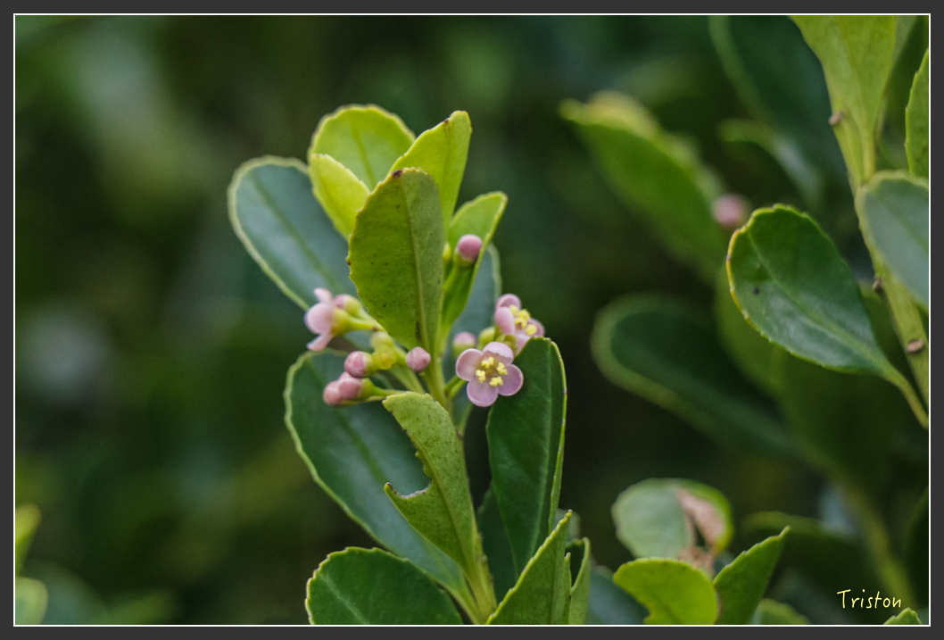 IMG_1464-2.jpg - 20160122 南仁湖、墾丁