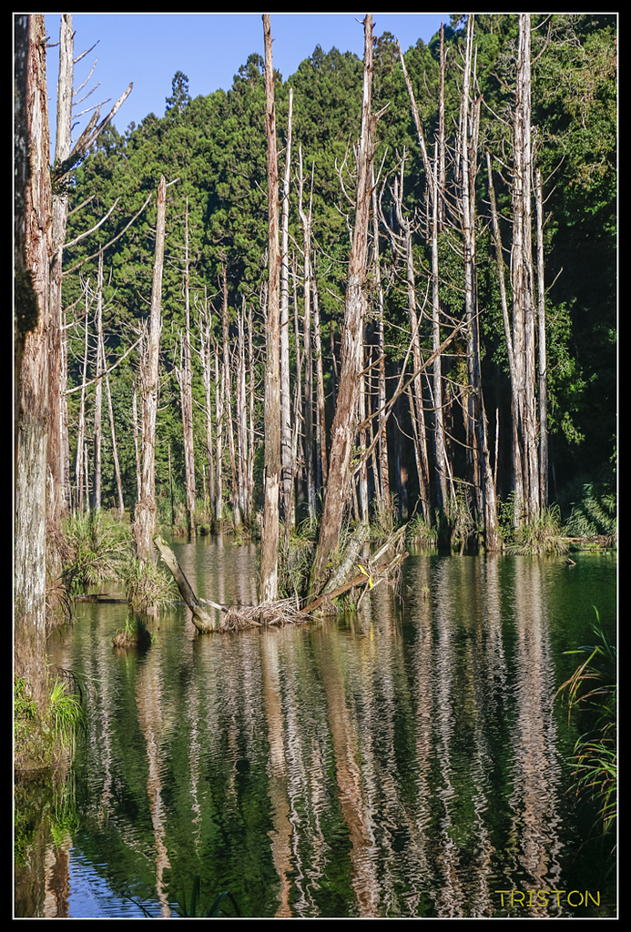 _MG_0286.jpg - 20170723 水漾森林