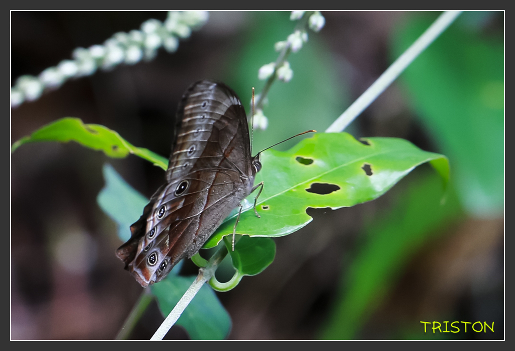 _H1A6963.jpg - 20170904 獨立山步道生態