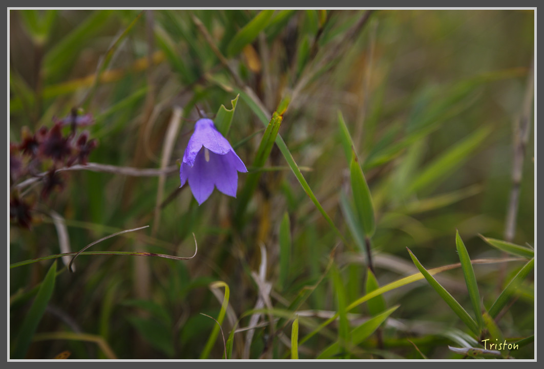 JH1A0221.jpg - 20160806 小奇萊步道、清境國小