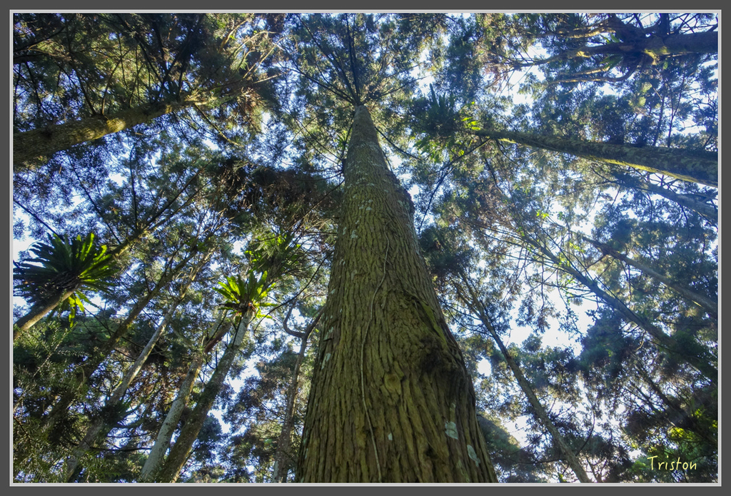 DSC00760.jpg - 20160924 溪頭台寅山