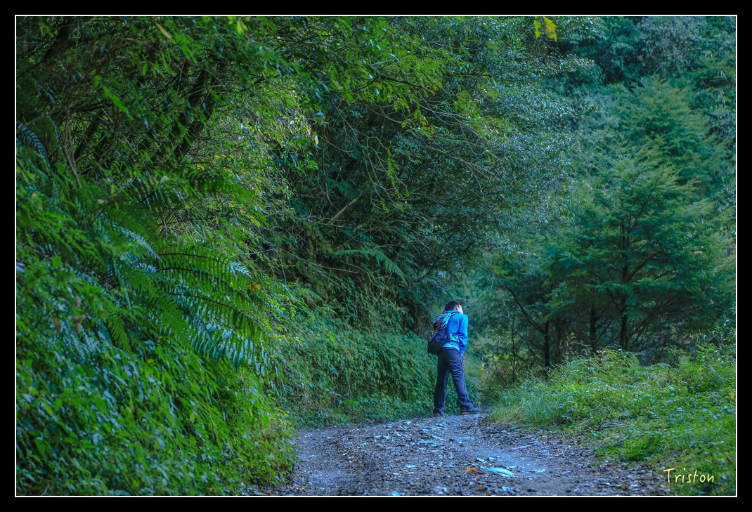 JH1A0839.jpg - 20151205 合歡溪步道、108K楓之谷