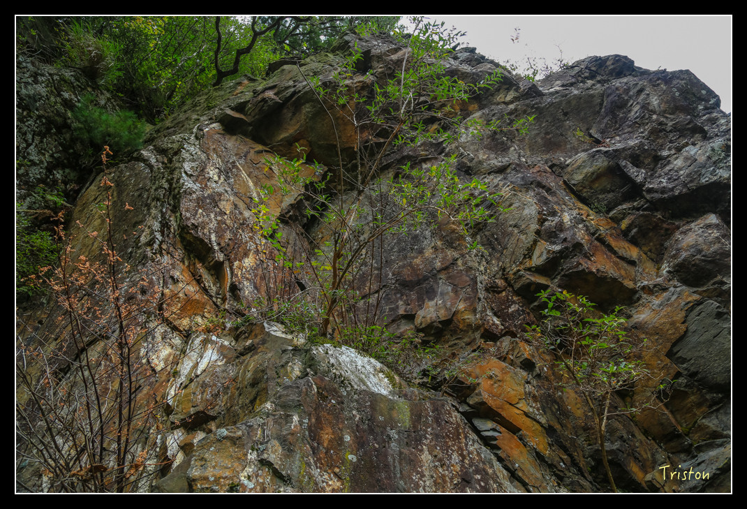 JH1A0718.jpg - 20151205 合歡溪步道、108K楓之谷