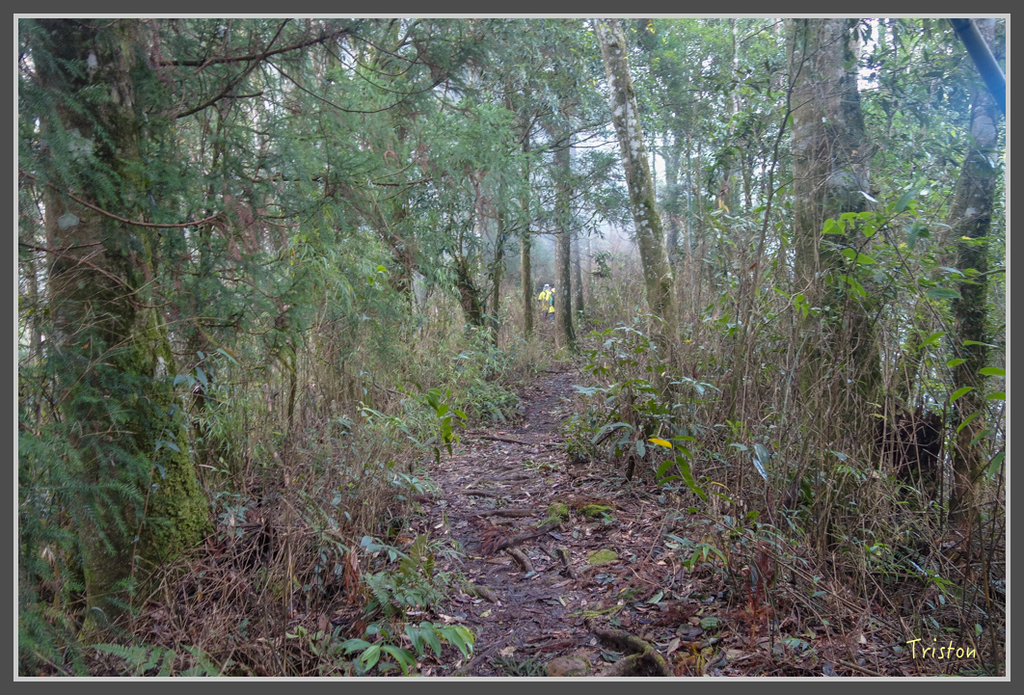 DSC00802.jpg - 20160924 溪頭台寅山