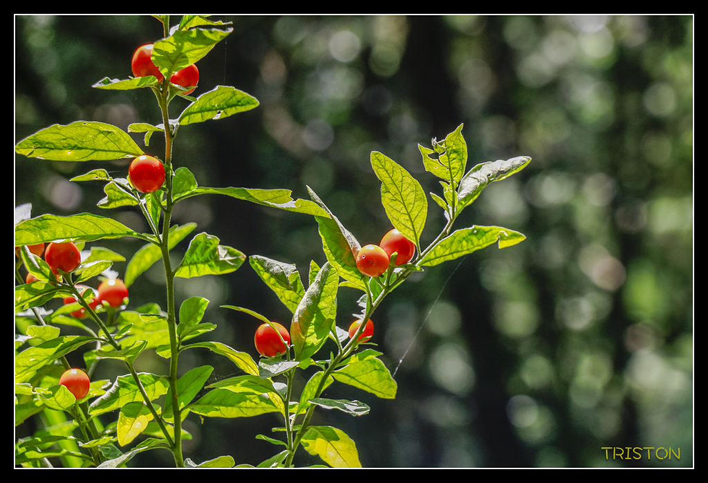 _MG_0006.jpg - 20170723 水漾森林