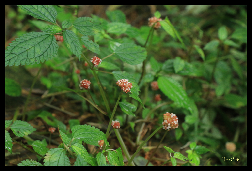 IMG_8468.jpg - 20151012 水社寮,四天王山