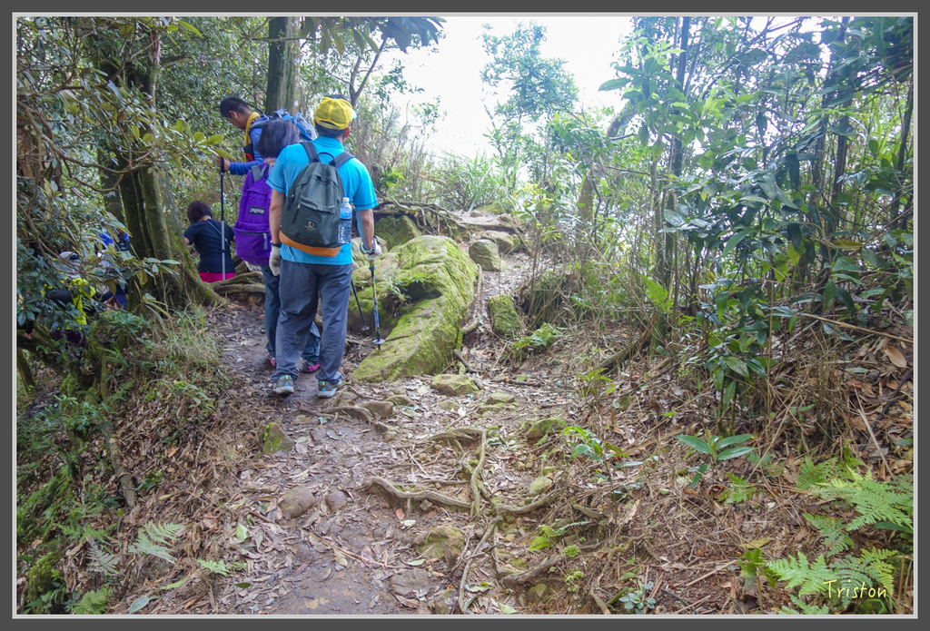 DSC00794.jpg - 20160924 溪頭台寅山