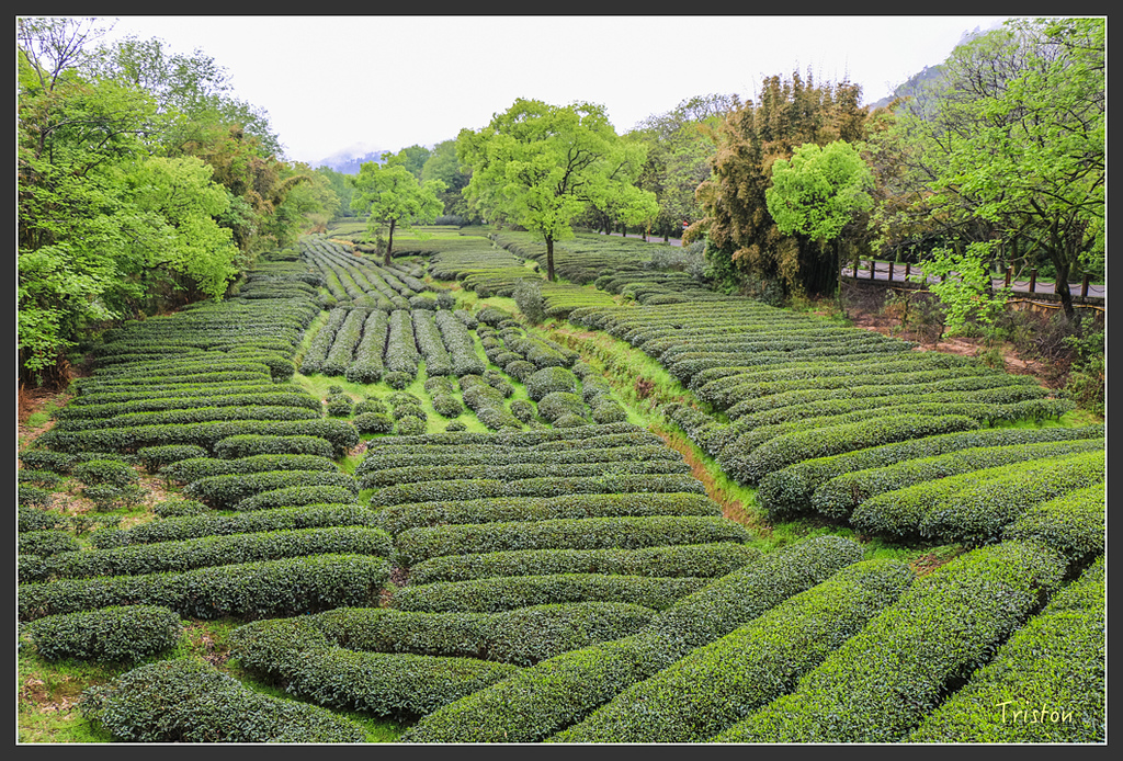 IMG_6384.jpg - 20160409 武夷山之旅