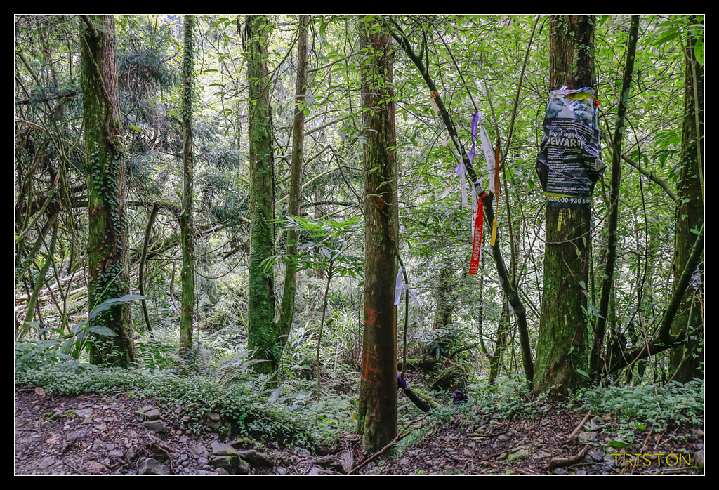 _MG_0406.jpg - 20170723 水漾森林