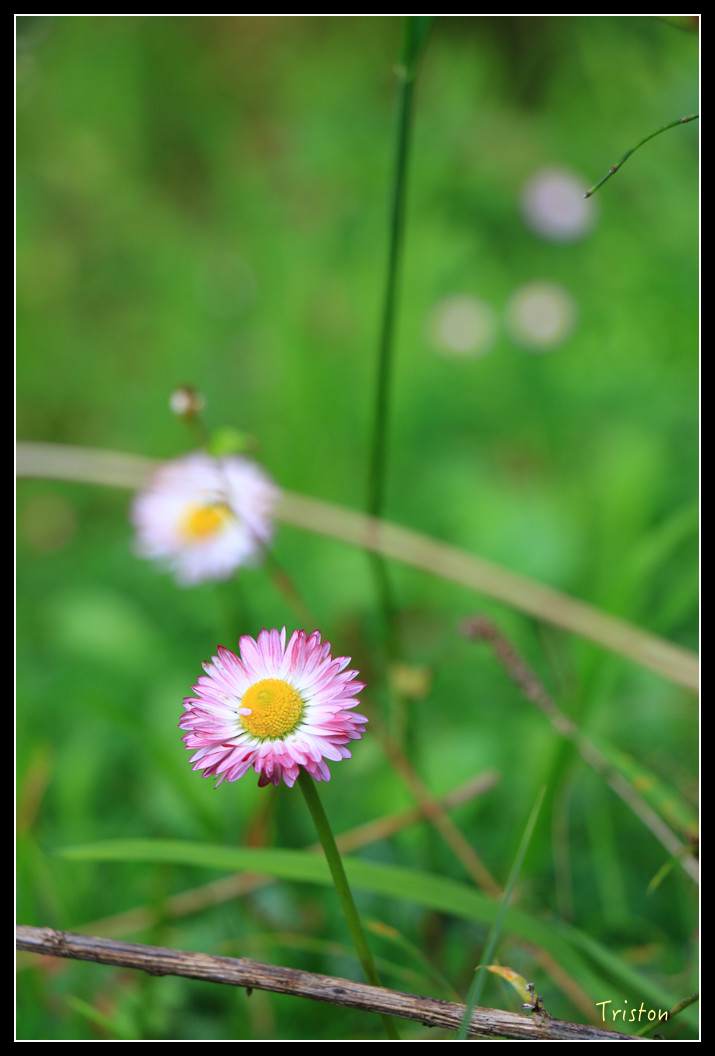 IMG_9406.jpg - 20151130 小笠原山、對高岳