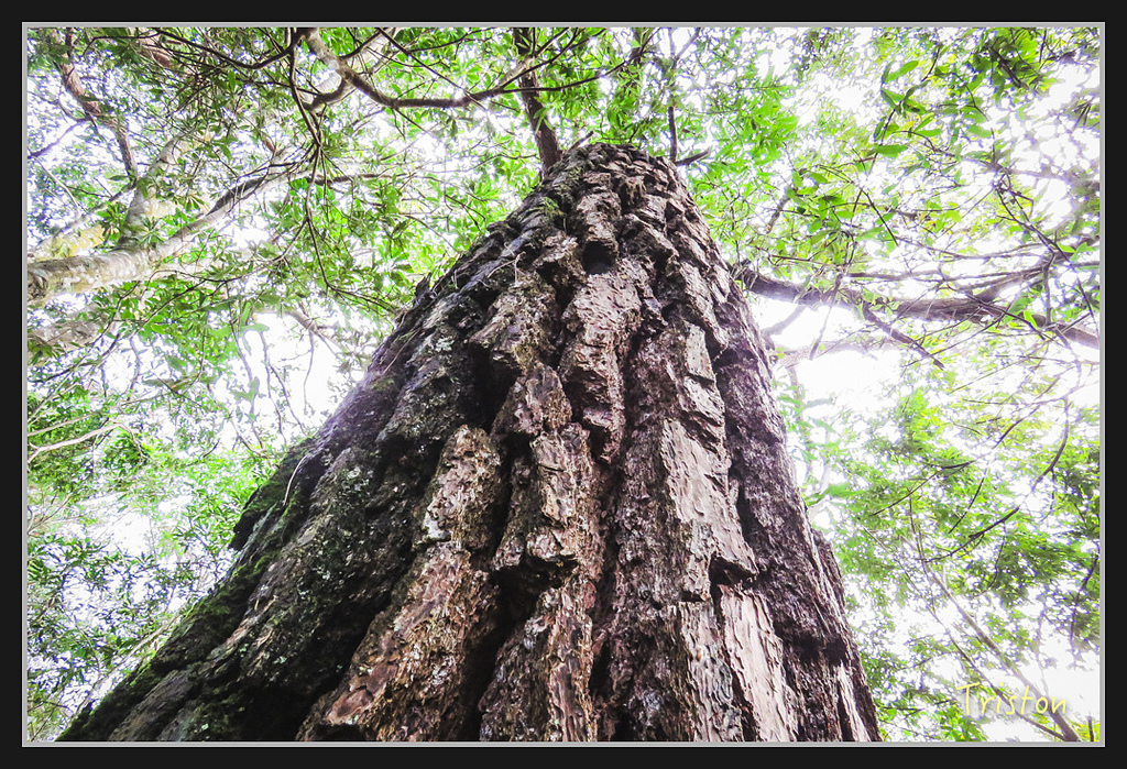 IMG_1369.jpg - 20170318 守關山、守城大山