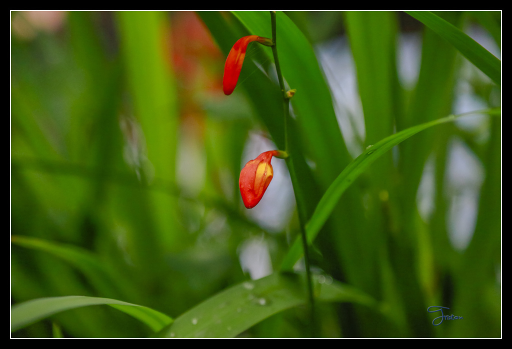 _H1A3781.jpg - 20170425 阿里山+圓潭螢火蟲