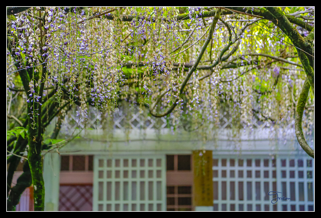 _H1A3764.jpg - 20170425 阿里山+圓潭螢火蟲