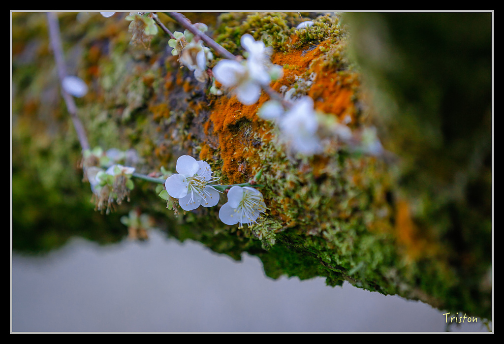 _H1A1256.jpg - 20170117 烏松崙、竹青庭