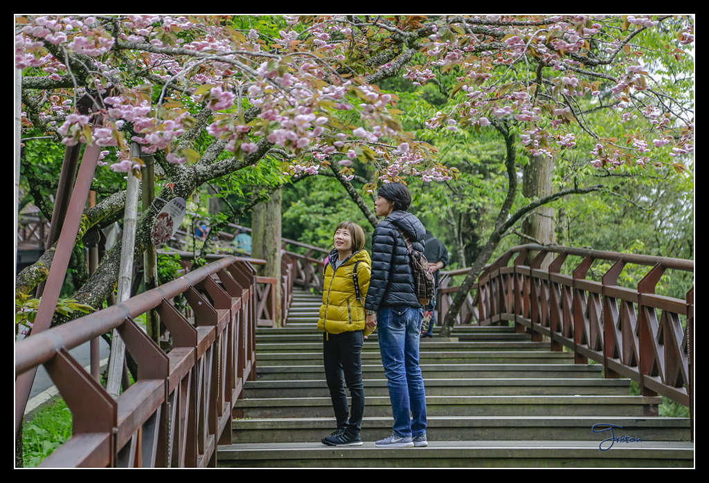 _H1A3782.jpg - 20170425 阿里山+圓潭螢火蟲