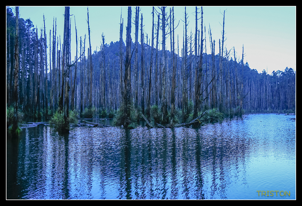 _MG_0222.jpg - 20170723 水漾森林