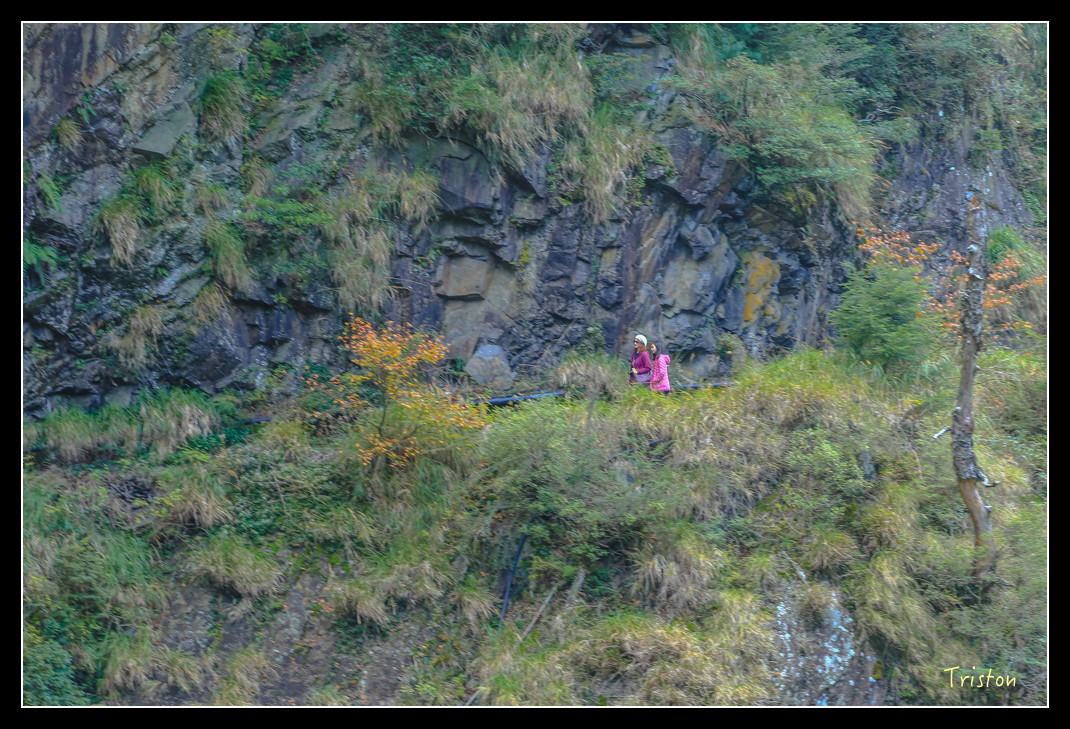 JH1A0753.jpg - 20151205 合歡溪步道、108K楓之谷