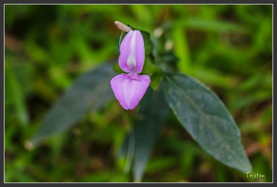 IMG_1328-2.jpg - 20160122 南仁湖、墾丁