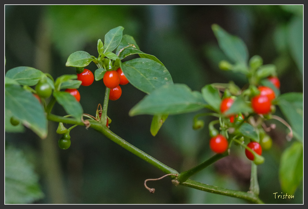 IMG_1330-2.jpg - 20160122 南仁湖、墾丁