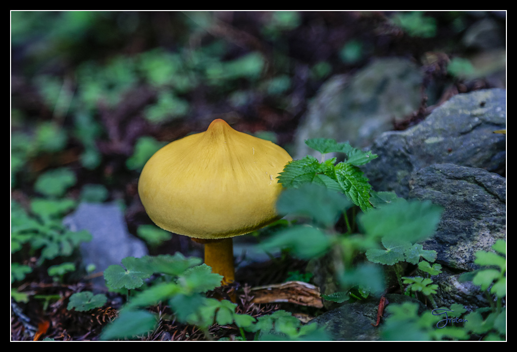 _H1A3634.jpg - 20170425 阿里山+圓潭螢火蟲