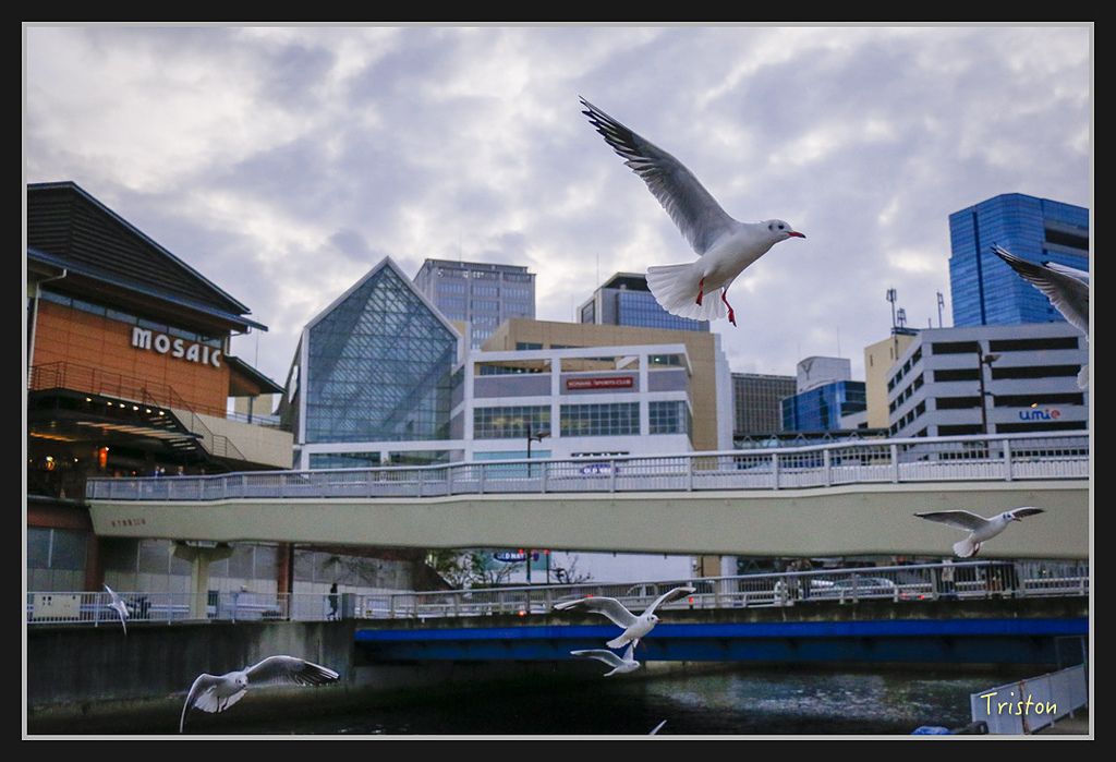 Canon-233.jpg - 20170120 大阪神戶親子遊