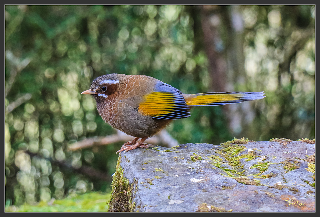 IMG_6081.jpg - 20160402 鹿林麟趾東埔山