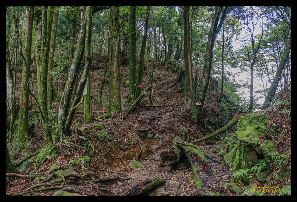 _MG_0354.jpg - 20170723 水漾森林