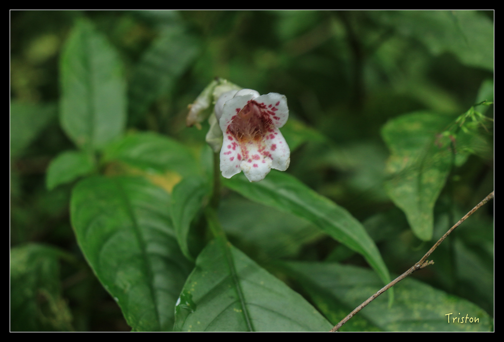 IMG_8466.jpg - 20151012 水社寮,四天王山