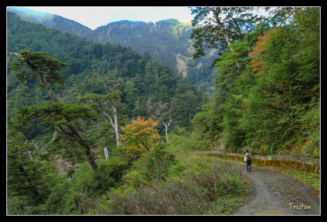 JH1A0707.jpg - 20151205 合歡溪步道、108K楓之谷