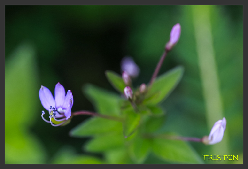 _H1A7008.jpg - 20170904 獨立山步道生態