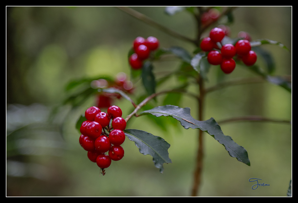 _H1A3632.jpg - 20170425 阿里山+圓潭螢火蟲