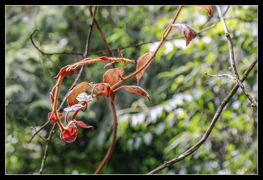 _MG_0005.jpg - 20170723 水漾森林