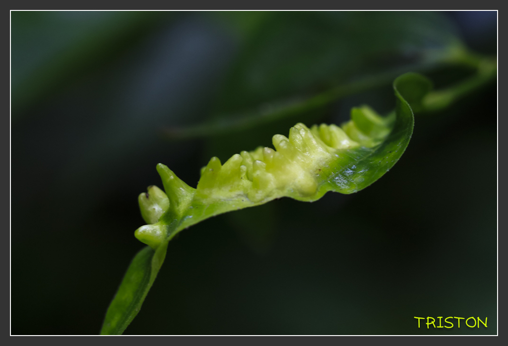 _H1A6808.jpg - 20170904 獨立山步道生態