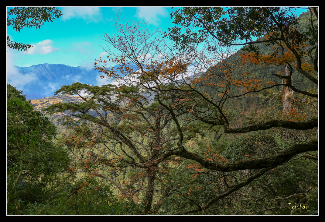 JH1A0666.jpg - 20151205 合歡溪步道、108K楓之谷