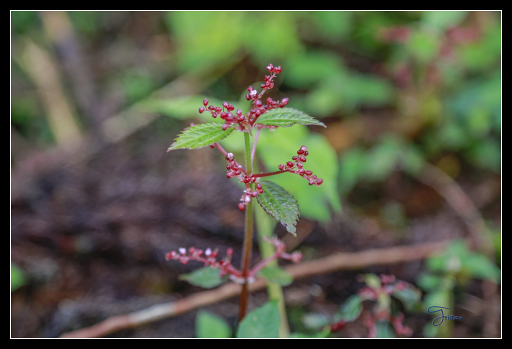 _H1A3642.jpg - 20170425 阿里山+圓潭螢火蟲