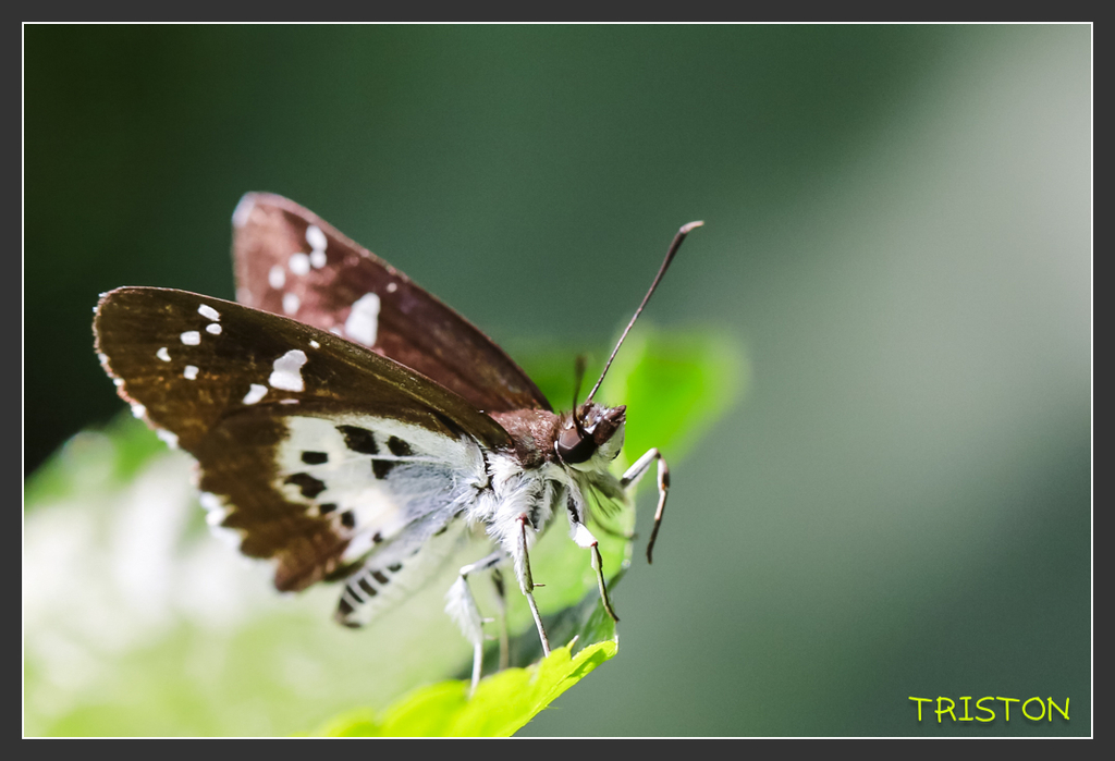 _H1A6954.jpg - 20170904 獨立山步道生態