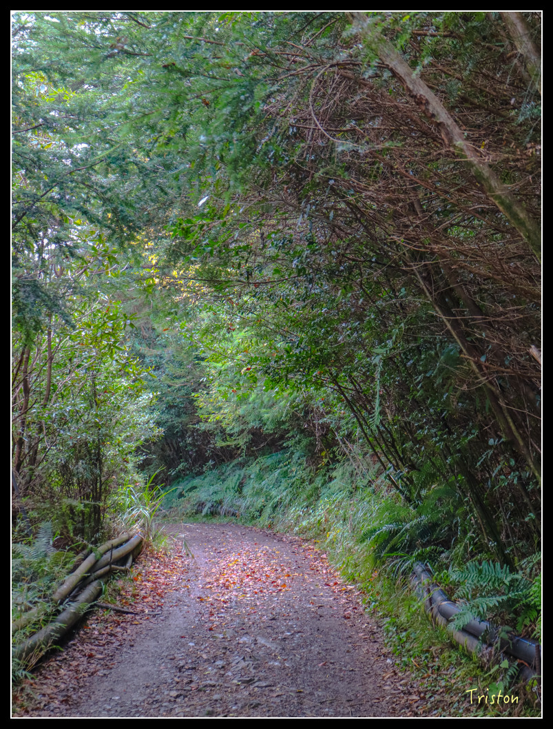 IMG_0935.jpg - 20151205 合歡溪步道、108K楓之谷