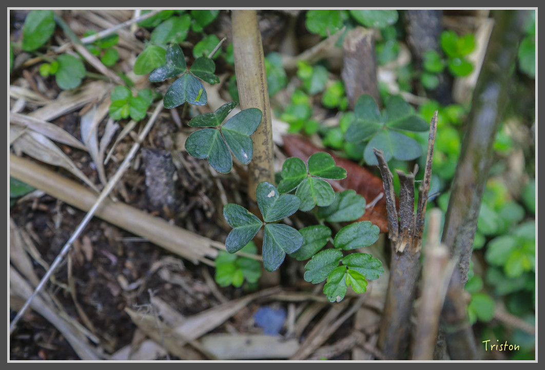 JH1A0196.jpg - 20160806 小奇萊步道、清境國小
