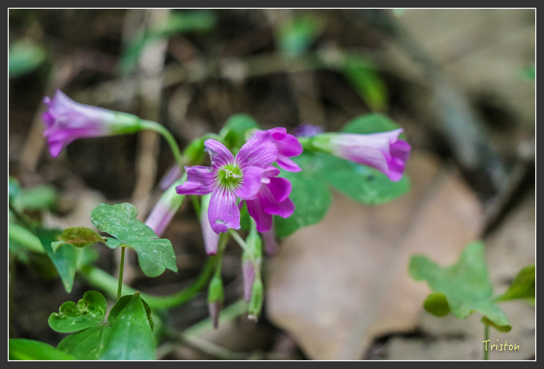 IMG_1333-2.jpg - 20160122 南仁湖、墾丁