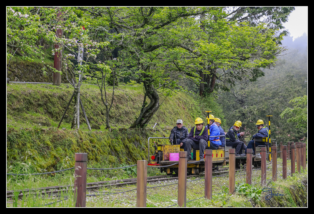 _H1A3698.jpg - 20170425 阿里山+圓潭螢火蟲