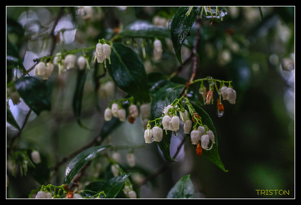 _MG_0126.jpg - 20170723 水漾森林