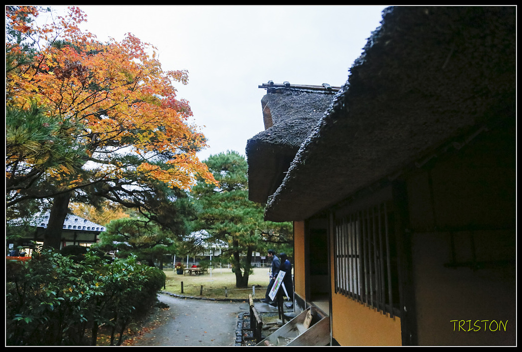 _H1A0959.jpg - 20171103 日本只見線、會津若松五色沼、昭和記念公園賞紅葉